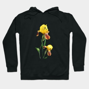 Bearded iris Hoodie